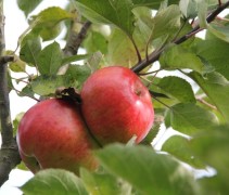 Malus Bramley Seedling