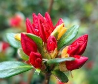 Rododendron Azalea 'Stewartstonian' - Azalea 'Stewartstonian' - 6