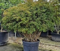 Rododendron Azalea 'Stewartstonian' - Azalea 'Stewartstonian' - 5