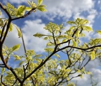 Cornus controversa  'Variegata' - Reuze kornoelje  'Variegata' - april 2026