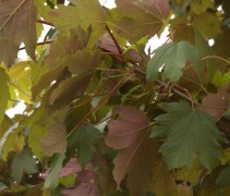 Acer pseudoplatanus 'Atropurpureum' blad