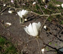bloemen Magnolia stellata 