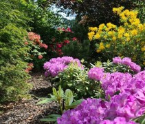 Rhododendron 'Catawbiense Grandiflorum'