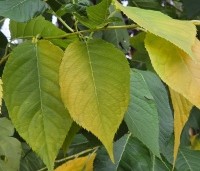Prunus 'Fugenzo' - Japanse sierkers - 7