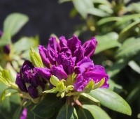 Rhododendron 'Marcel Menard' - Rododendron 'Marcel Menard' - 1
