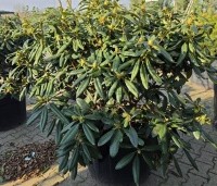 Rhododendron 'Marcel Menard' - Rododendron 'Marcel Menard' - 2