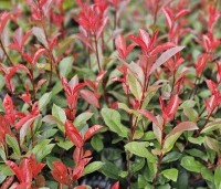 Photinia fraseri 'Little Red Robin' - Glansmispel 'Little Red Robin' - 2