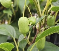 Actinidia deliciosa 'Jenny' - Kiwi zelfbestuivend Quickhedge - 1