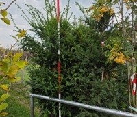 Taxus baccata - Venijnboom - 1