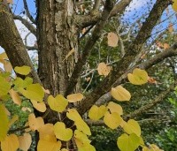 Cercidiphyllum japonicum  - Katsuraboom - 2