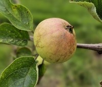 Malus dom. 'Hermien van Eibergen' - Malus dom. 'Hermien van Eibergen' - 1