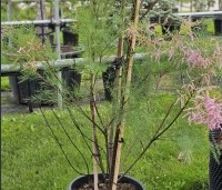 Tamarix ramosissima 'Pink Cascade' - Tamarisk - 4