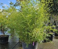 Phyllostachys aurea - Bamboe - 2
