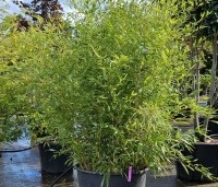 Phyllostachys aurea - Bamboe - 1