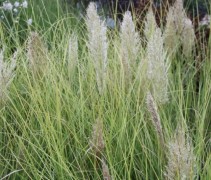 Cortaderia gras in laagblijvende soort met mooie pluimen