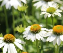 Maximaal geopende Echinea purpurea 'Alba'