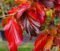 Parrotia persica 'Bella'  herfst