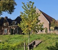 Tilia cordata 'Greenspire' - Winterlinde 'Greenspire' - 1