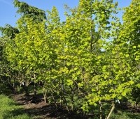 Corylus avellana 'Aurea' - Goudhazelaar - 1