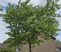 Cercis siliquastrum - Judasboom - 4