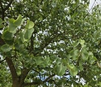 Cercis siliquastrum - Judasboom - 3