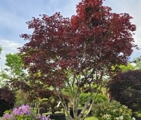 Acer palmatum 'Fireglow' - Japanse Esdoorn 'Fireglow' - 1
