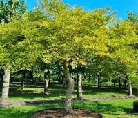 Acer palmatum 'Dissectum' - Japanse esdoorn 'Dissectum' - 2