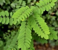 Robinia pseudoacacia - Valse acacia - 1
