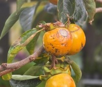 Diospyros Kaki 'Tipo' - Kaki fruit - 1
