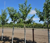 Prunus avium 'Sunburst' - Prunus avium 'Sunburst' - 1