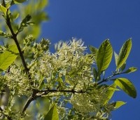 Chionanthus virginicus - Chionanthus virginicus - 2