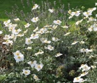 Borderpakket - Borderpakket -Anemone Honorine Jobert