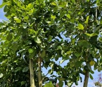 Alnus glutinosa - Zwarte Els - 4