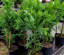Cryptomeria japonica 'Cristata'
