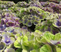 Hortensia 'Magical Amethyst' rijkbloeiend en verlopend van kleur