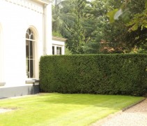 taxus baccata