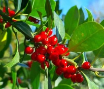 Ilex aquifolium 'Limsii'