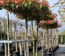 Photinia fraseri 'Red Robin'  dakvorm 