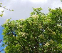 Sorbus commixta 'Fireball' compacte boom