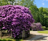 Rhododendron 'Catawbiense Grandiflorum' - Rododendron 'Catawbiense Grandiflorum' - 9