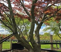 Acer palmatum 'Sumi-Nagashi' - Japanse Esdoorn 'Sumi-Nagashi' - 5