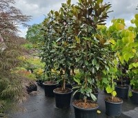 Magnolia grandiflora - Magnolia grandiflora - KAY PARRIS