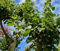Tilia x europaea - Hollandse Linde - 3