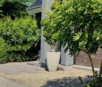 Koelreuteria paniculata - Chinese vernisboom - 2