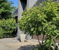 Koelreuteria paniculata - Chinese vernisboom - toepassing in voortuin