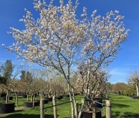 Amelanchier lamarckii - Krentenboompje - 1
