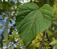 Idesia polycarpa - Oranjekers - 4