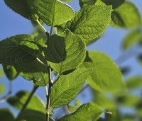 Prunus dom. 'Victoria' - Prunus dom. 'Victoria' - 2