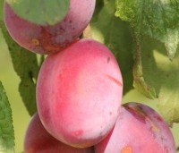Prunus dom. 'Victoria' - Prunus dom. 'Victoria' - 4