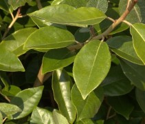 Elaeagnus ebbingei blad